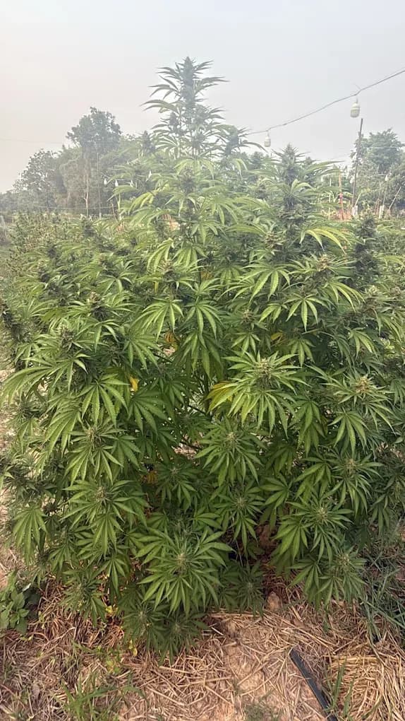 Jintana Farm - Organic Cannabis Fields